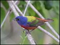 _7SB4039 painted bunting